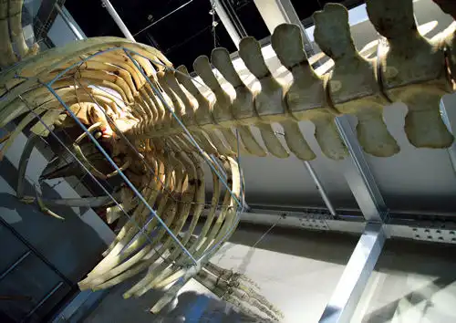 やしの実博物館クジラの標本